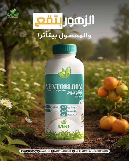 فينتو بلوم